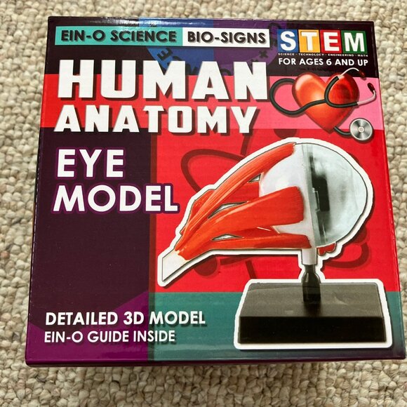 Detailed 3D Human Anatomy Eye Model EIN-O Science Bio-Signs STEM TED CO Toys - Picture 1 of 4